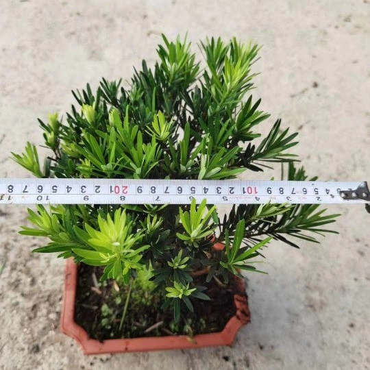 Natural Real High quality/High cost performance  Small Podocarpus Macrophyllus Bonsai of Black