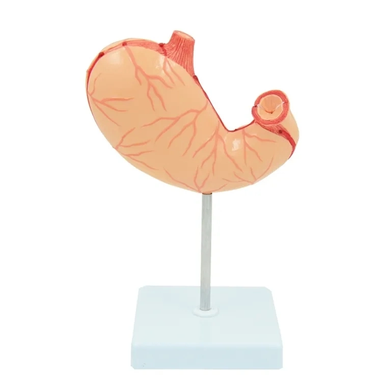 Human Stomach Model 2 Times Life Size 2 Parts Teaching Stomach Model