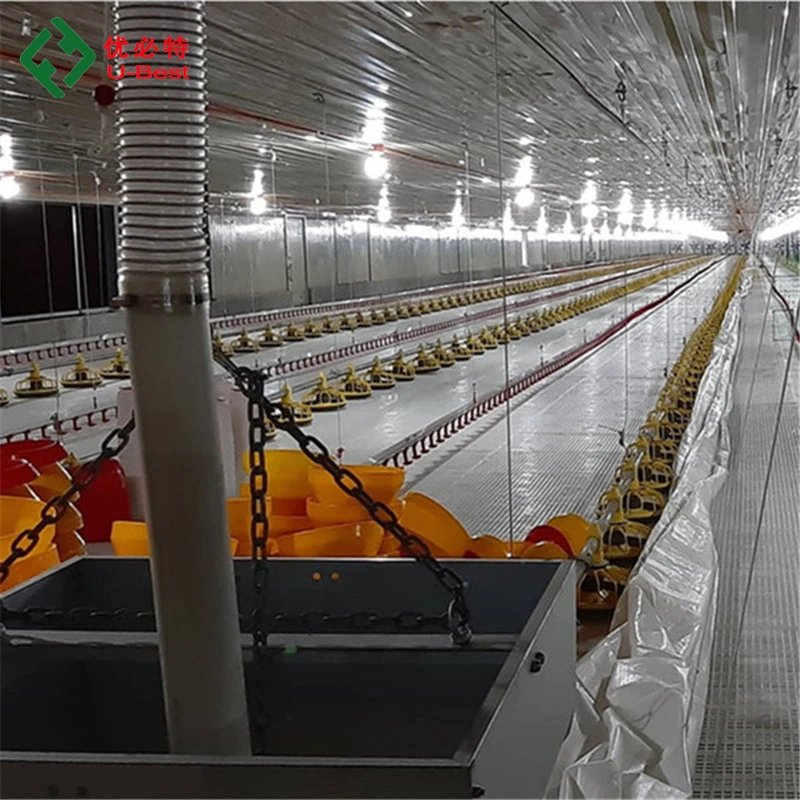 Feeding Line System in Poultry Farm