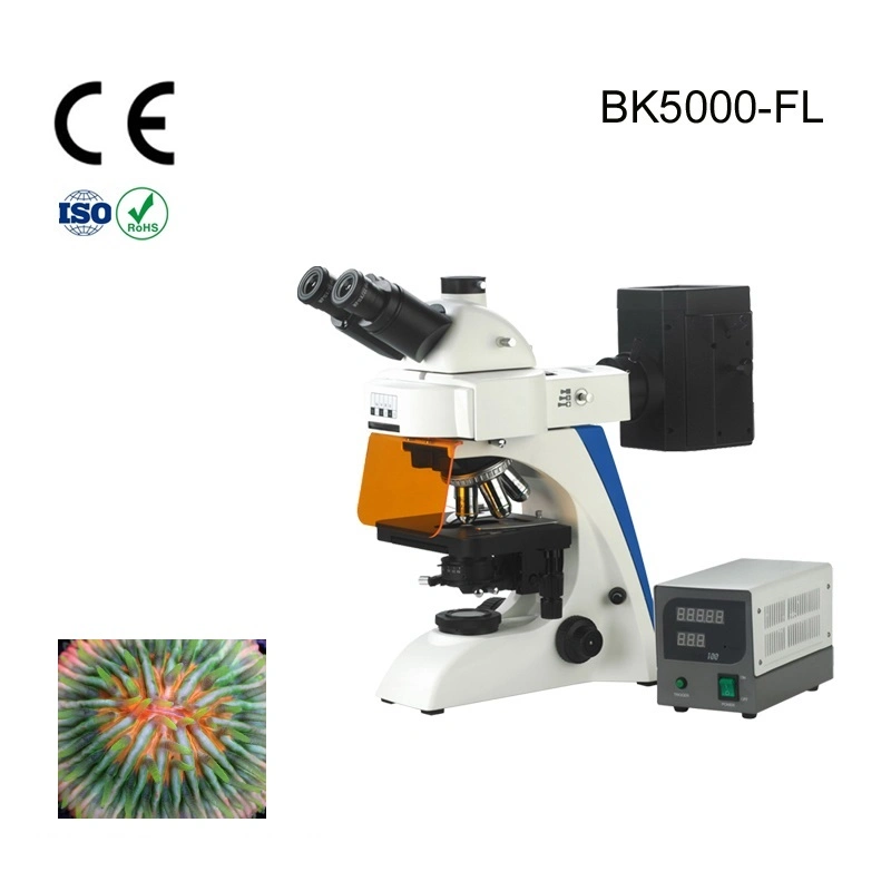 Alltion Microscope Multi-Viewing Educational Teaching Fluorscent Microscope for Low Price