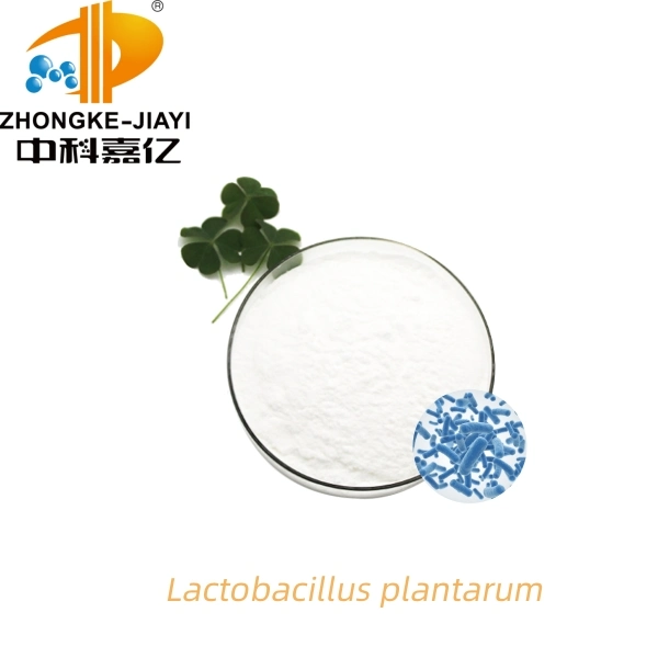 Lactobacillus Plantarum polvo probiótico para la salud del Gut