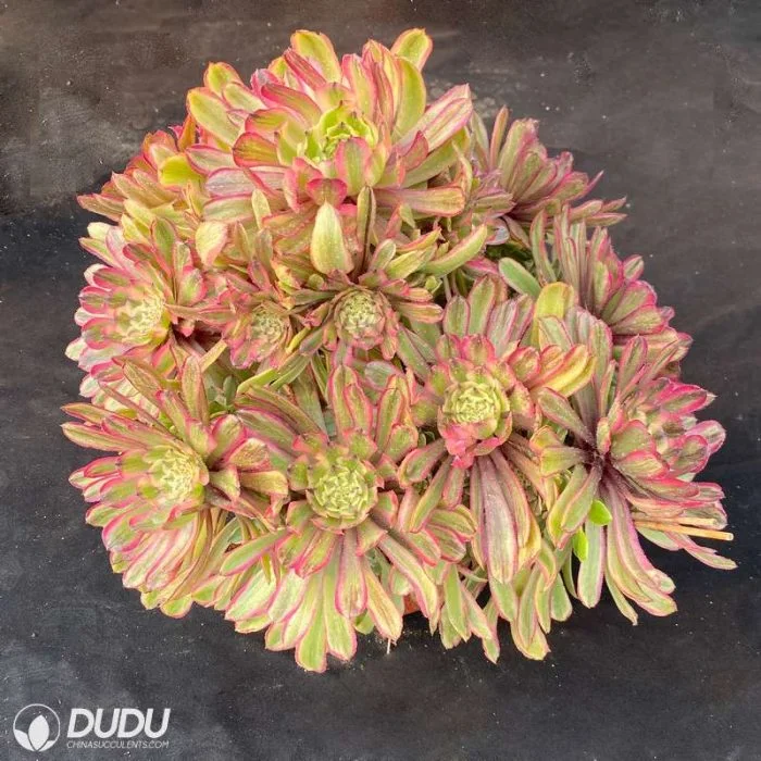 Cubierta de neblina Rosa Variegate Dudu Aeonium vivir Natural suculentos