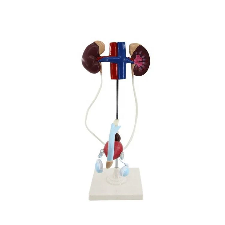 High quality/High cost performance  Teaching Showcase Laboratory Male Urinary System Teaching PVC Model