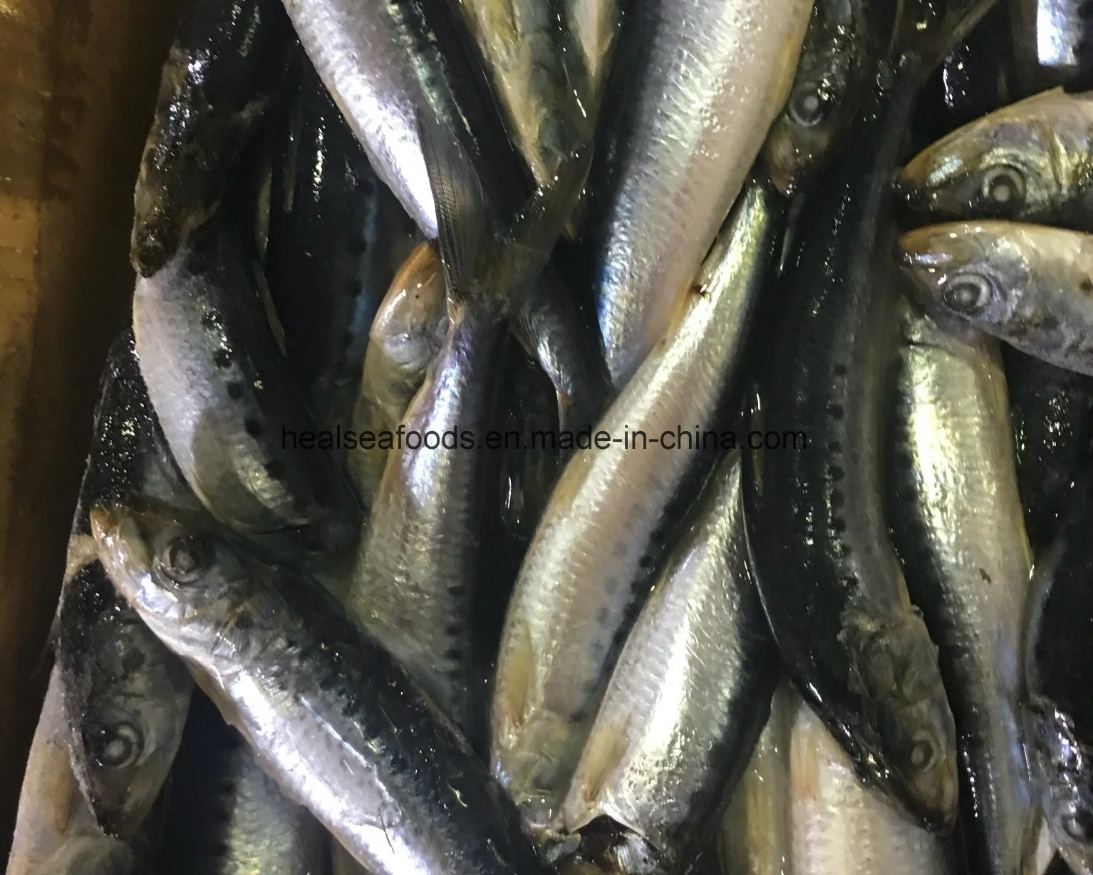 Fresh Sardine for Canned Sardine