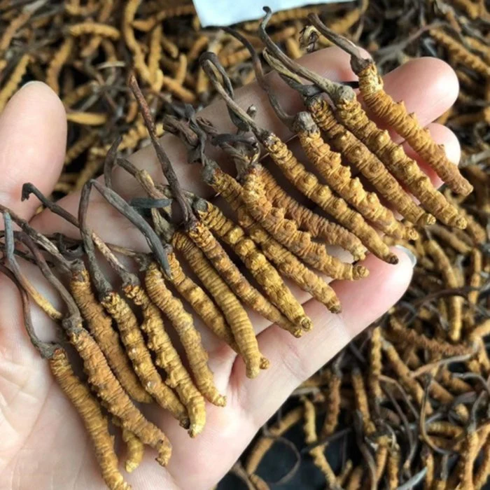 Cordyceps dongchongxiacao y Reishi la medicina herbaria china caterpillar hongo Cordyceps sinensis secos