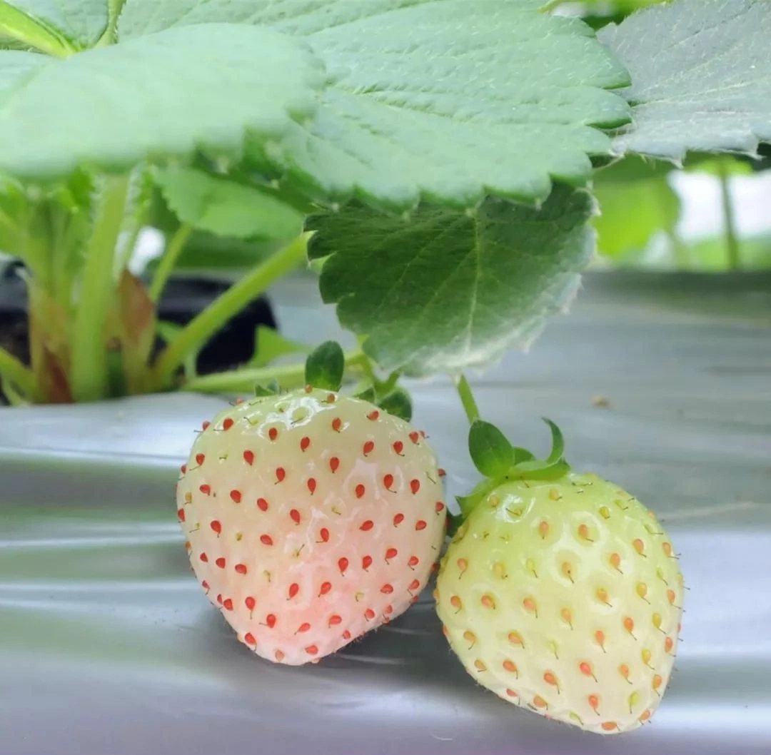 Pflanzrinne für Vertikale Farm / Green House verwendet