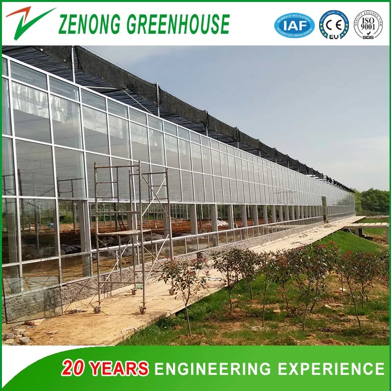 Large Scale Multispan Glass Green House with Automatic Control System