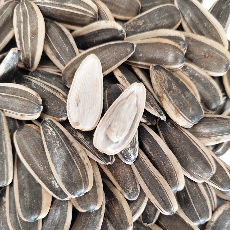 Chinese New Crop Natural Black Sunflower Seeds Available at Low Cost Price