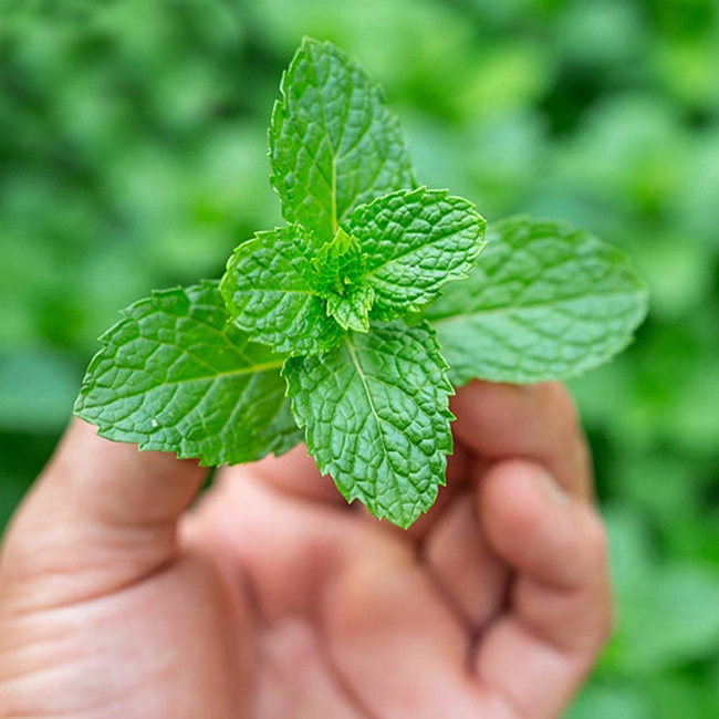 E. K Herb ISO Halal Natural Spearmint Extract Peppermint Extract Mint Extract