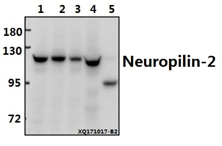 CE, ISO9001 Aprobada Neuropilin-2 (M373) anticuerpo policlonal