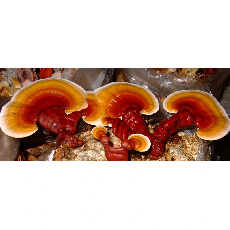 Organic Shiitake Mushroom Extract Reishi Ganoderma Lucidum Mushroom Fruiting Body Extract Powder