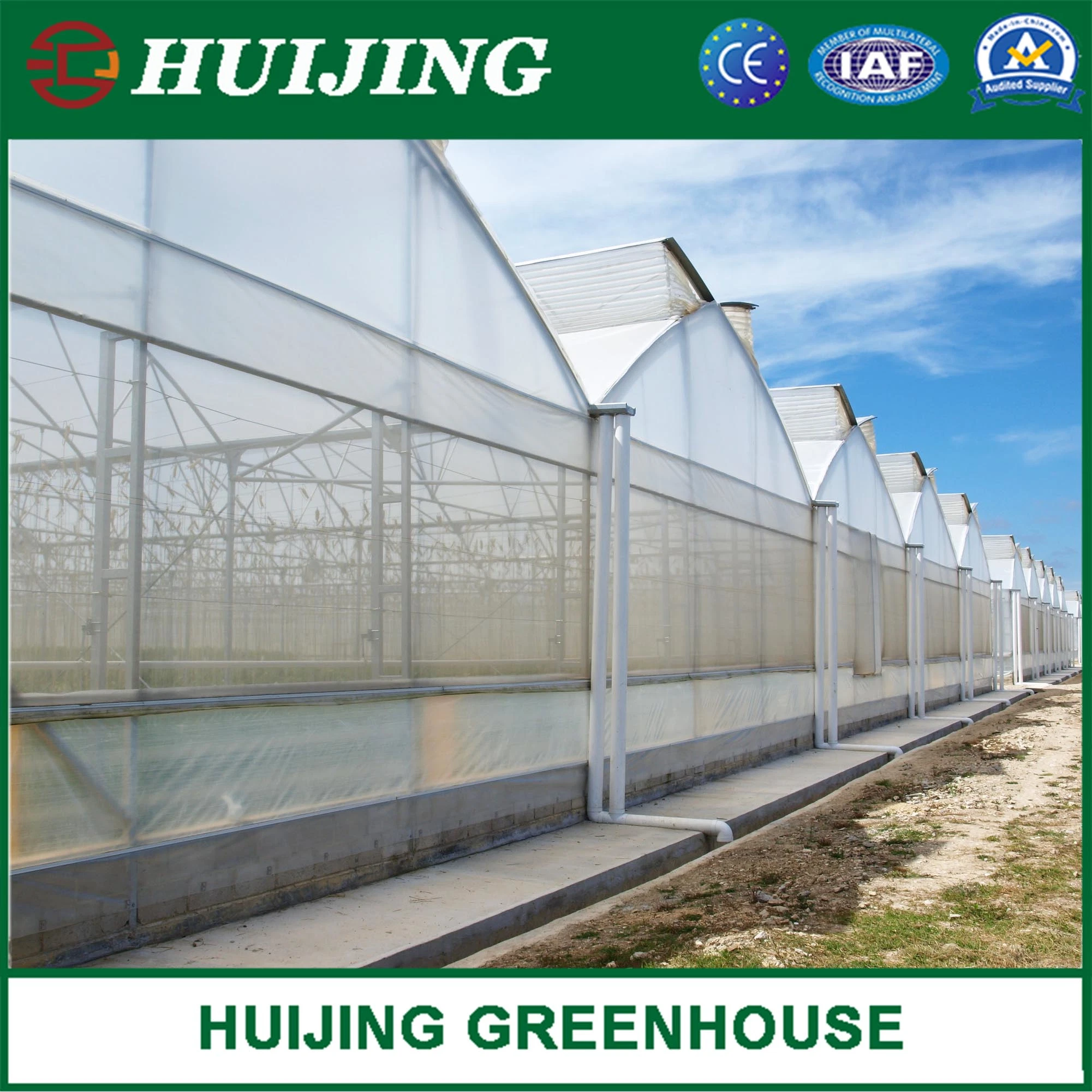 Customized Multispan Film Greenhouse for Tomato Growing