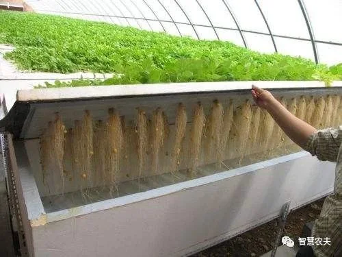 Floating Foam Board Hydroponics Planting System for Leafty Vegetables