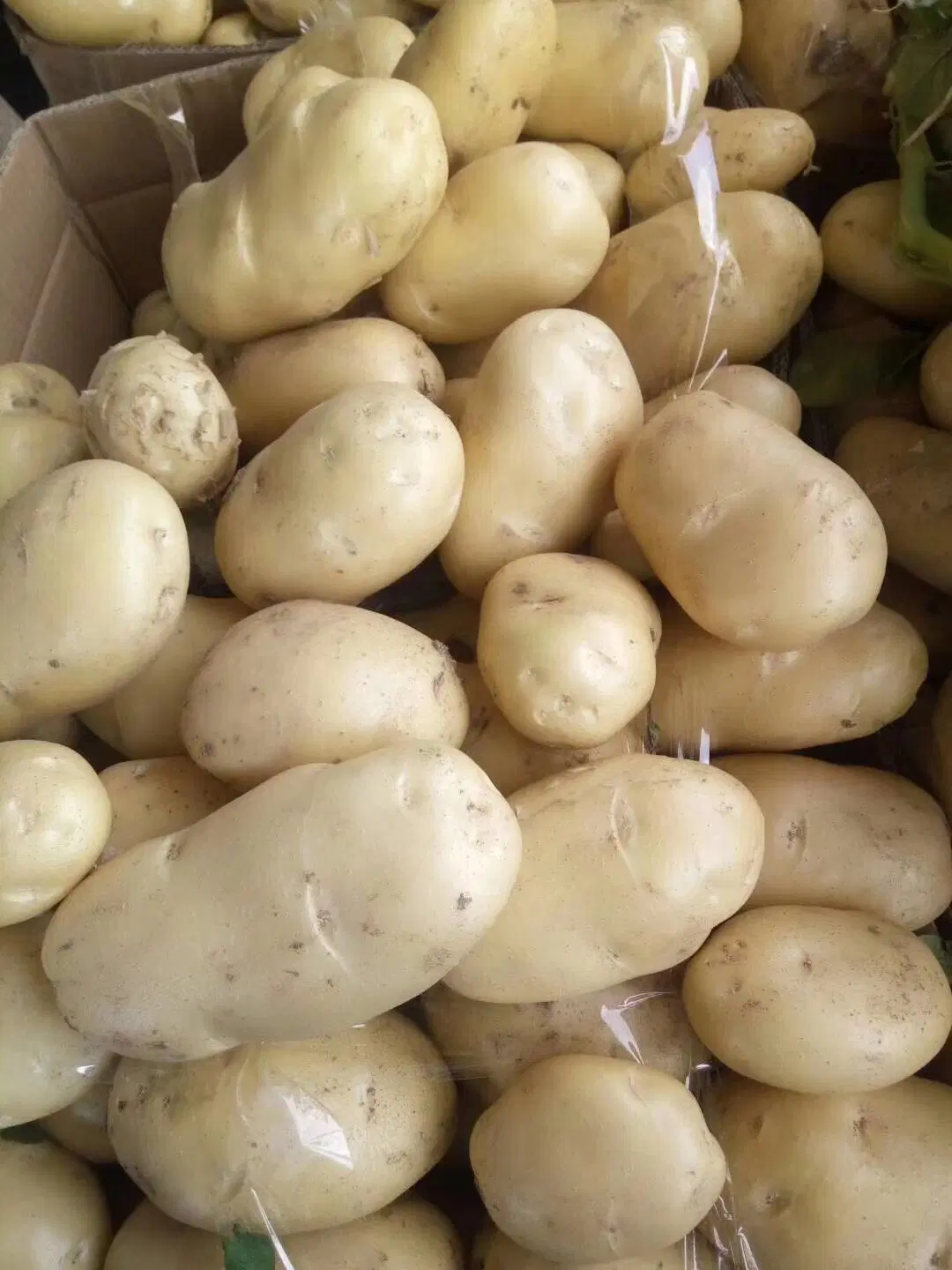 2019new Crop/Top Quality/for Global Market/Fresh Potato (90g and up)