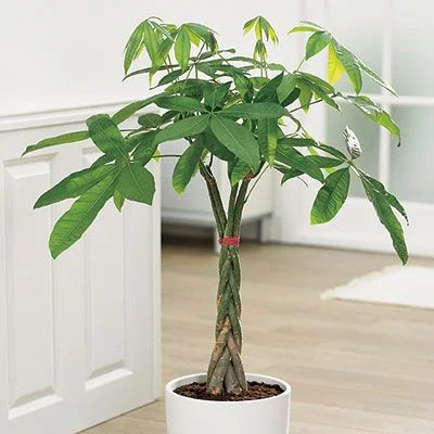 Best Quality Plant Bonsai Braided Pachira Tree Bring Good Luck & Money Home & Garden Decoration