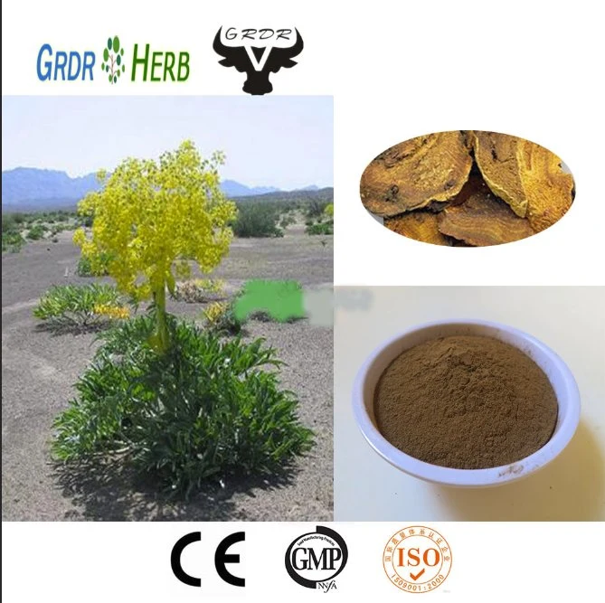 Ferula extrait Asafoetida Herb extraire l'acide férulique livèche Extrait de rhizome