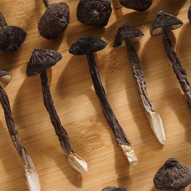 La Salud Alimentaria negro secado Collybia Albuminosa Mushroom con beneficios para la salud