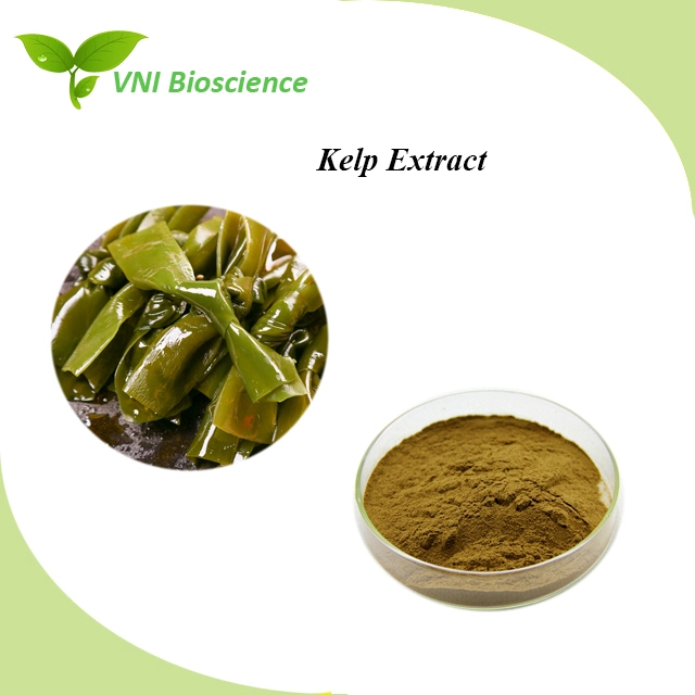 Kosher Halal Certified 100% Natural Kelp Extract