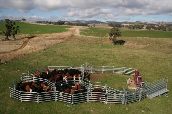 Galvanized Cattle Yards Panel with Gate