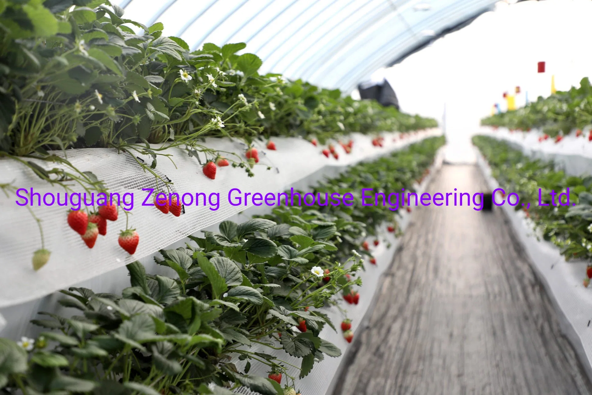 Elevated Strawberry Hydroponic Planting System