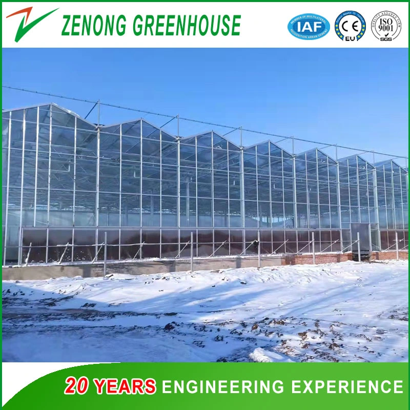 Multi-Span Double Layer Hollow Glass Green House with Four Side Insulation Quilt System for Warm Keeping for Winter Tomato/Cucumber/Restaurant/Hydroponics