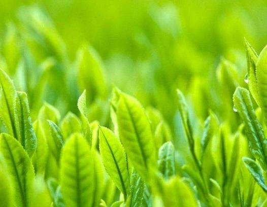 Factory Camellia Sinensis 10%-98% Polyphenols 10%-95% EGCG Green Tea Extract