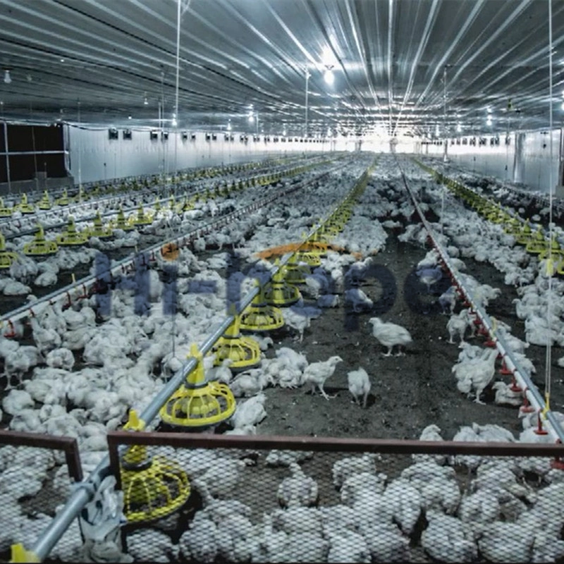 China proveedor de equipos de elevación de pollos la alimentación del sistema de agua potable