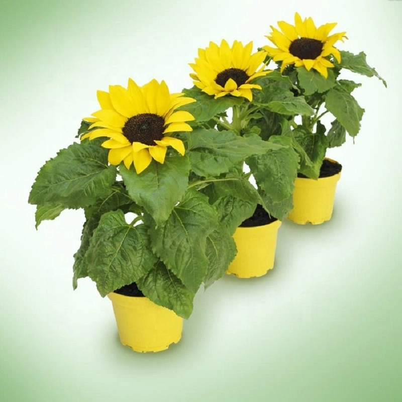 S418 Xiang Ri Kui chinos al por mayor de las semillas de girasol con precio competitivo