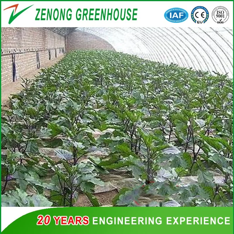 Single Span Small Size Solar Green House for Family Vegetable Cultivation/Farming/Agriculture/Gardening