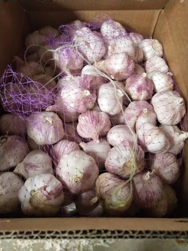 5.5 Cm Factory Pure White Fresh Garlic Price/ Bulk Garlic for Sale/ Garlic From China