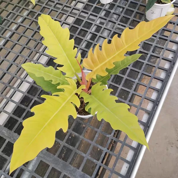 Philodendron Golden Seratum