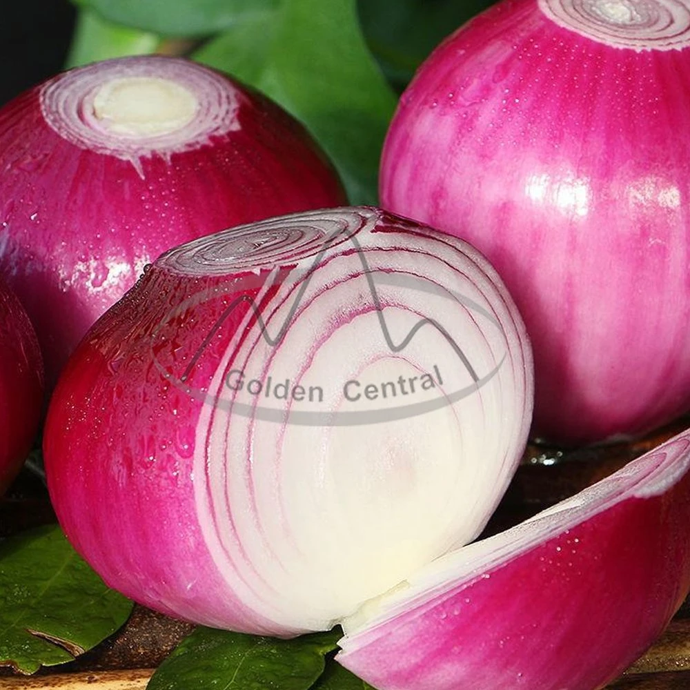 Cebola amarela Onion Vermelho fresco de melhor qualidade para Venda