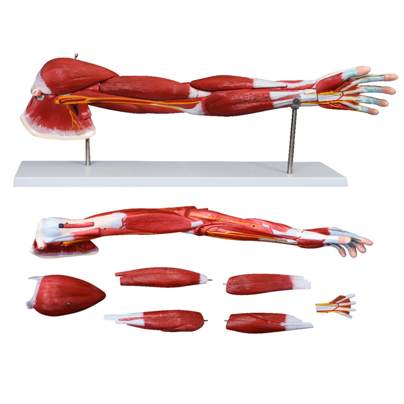 Life Size Menschliche Muskel Fuß Modell 7 Teile Anatomie Modell