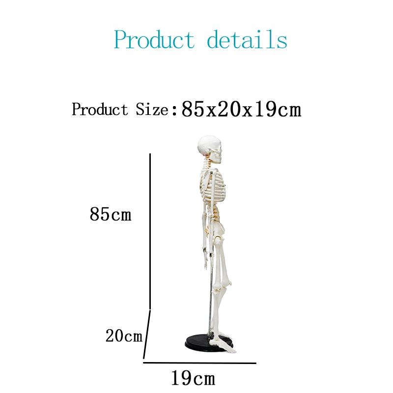 Modèle de squelette humain blanc de 85 cm avec os vert neurovasculaire