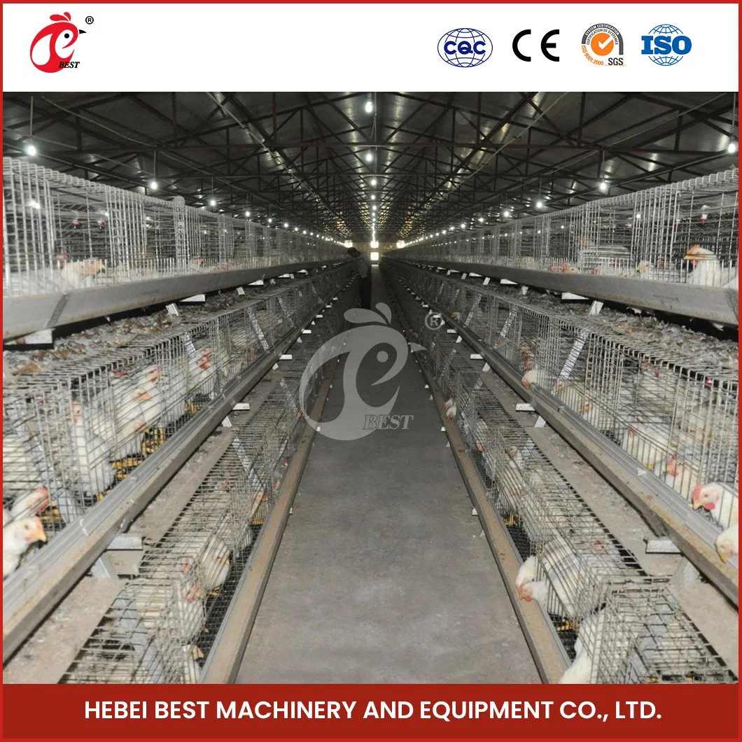 Bestchickencage China 20 Hens Chicken Coop Manufacturer a Frame Automatic Broiler Cages Custom Land and Space Saving Simple Cage for Chicken