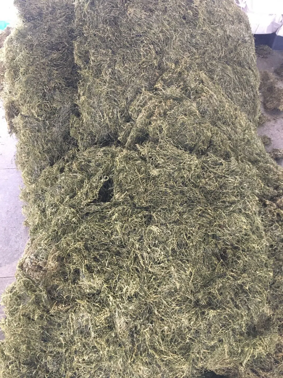 El nuevo cultivo de algas wakame Kosher secos