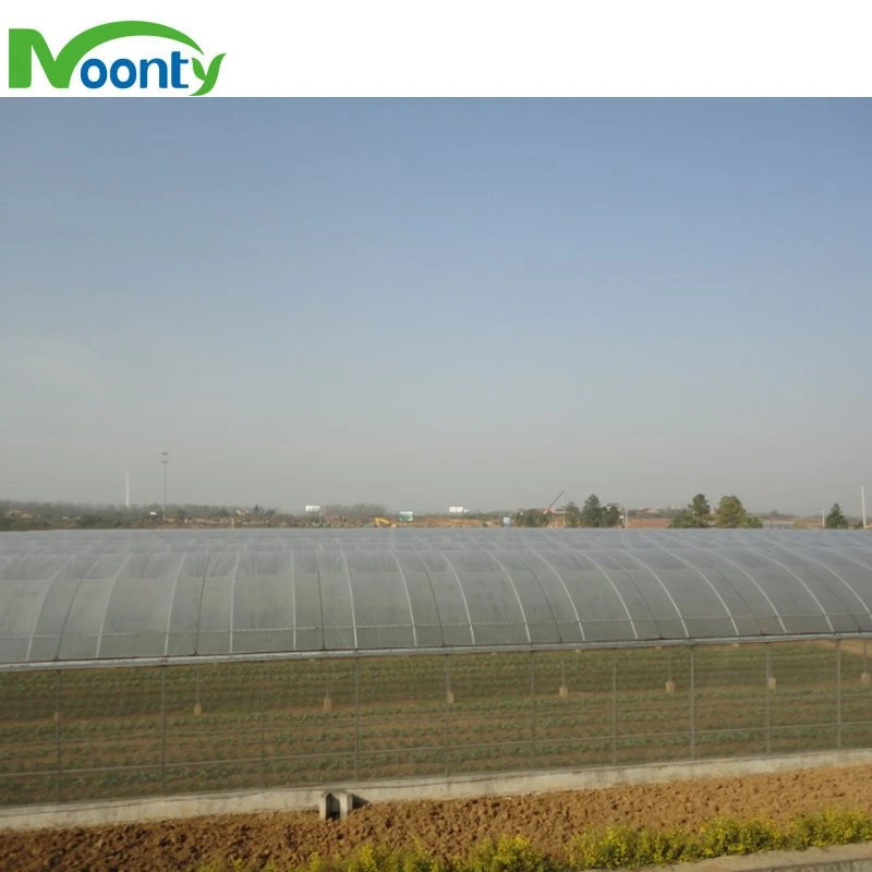 Best Greenhouse Covered with Polythylene Film for Agricultual/ Commercial Growing