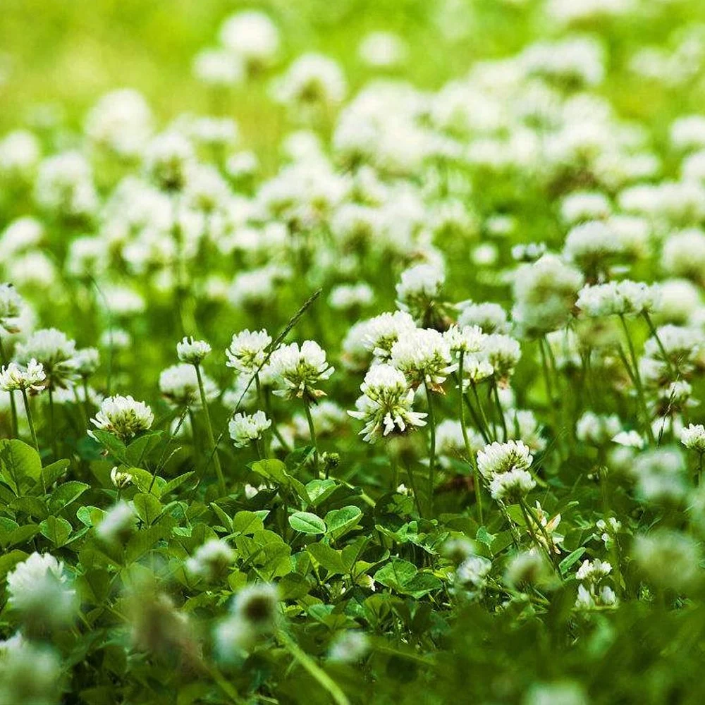 Futter Gras White Clover Samen / Trifolium Repens Samen zum Pflanzen