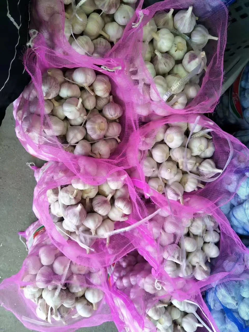 Good Quality Garlic Used as a Seasoning for Dishes 100% Dried Garlic Organic