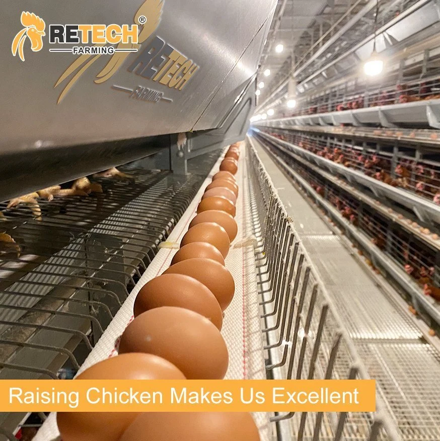 Design Anti-rust Galvanized A Type Small Chicks Brooder Battery Cage for Growing Chicken