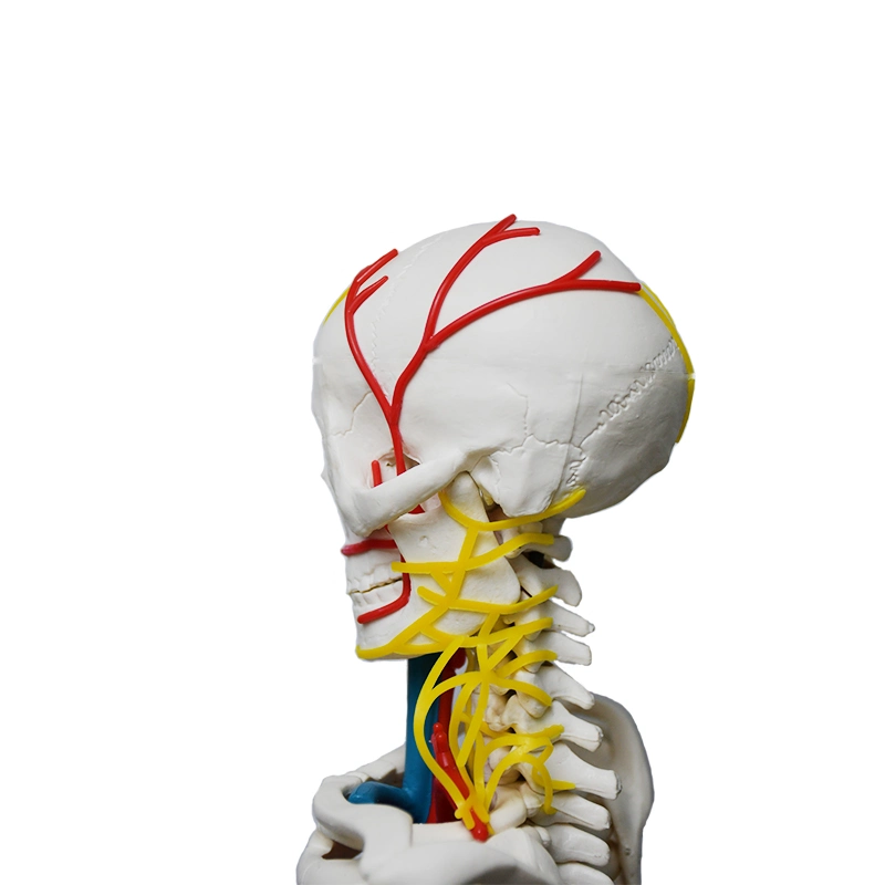 85cm de color blanco modelo esqueleto humano con el corazón y cerebro