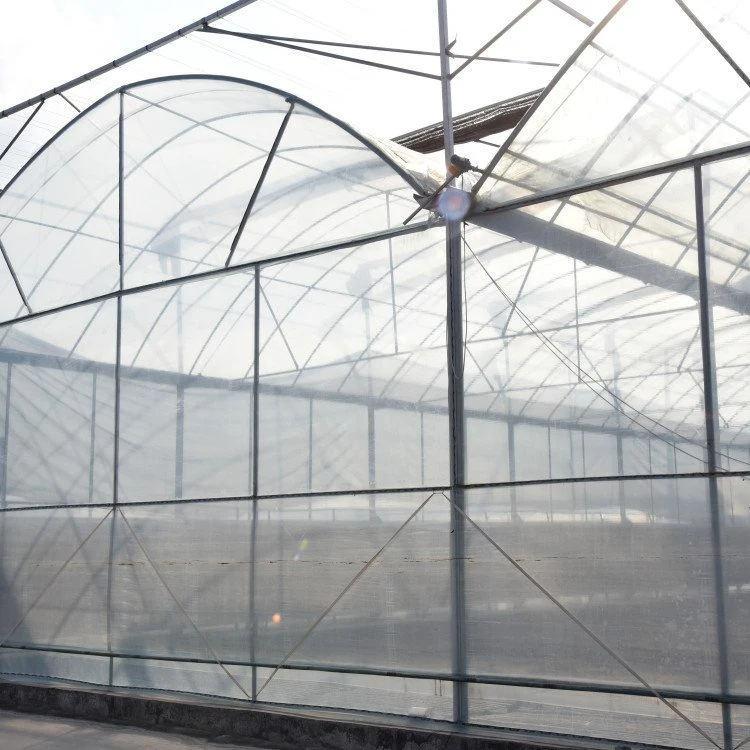 Galvanized Steel Frame Single Span PE Film Greenhouse for Agriculture Low Cost Tunnel Greenhouse for Flowers Plant