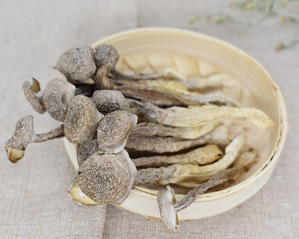 Long-Term Storage Bulk Organic Foods Pilose Antler Mushroom