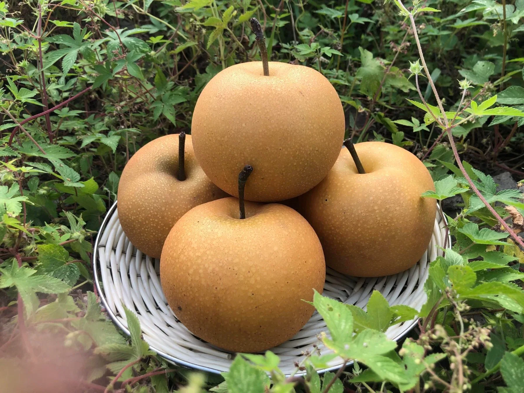 Mercado Europeu China Outono Lua pêra doce doces de fruta maçã HACCP ISO