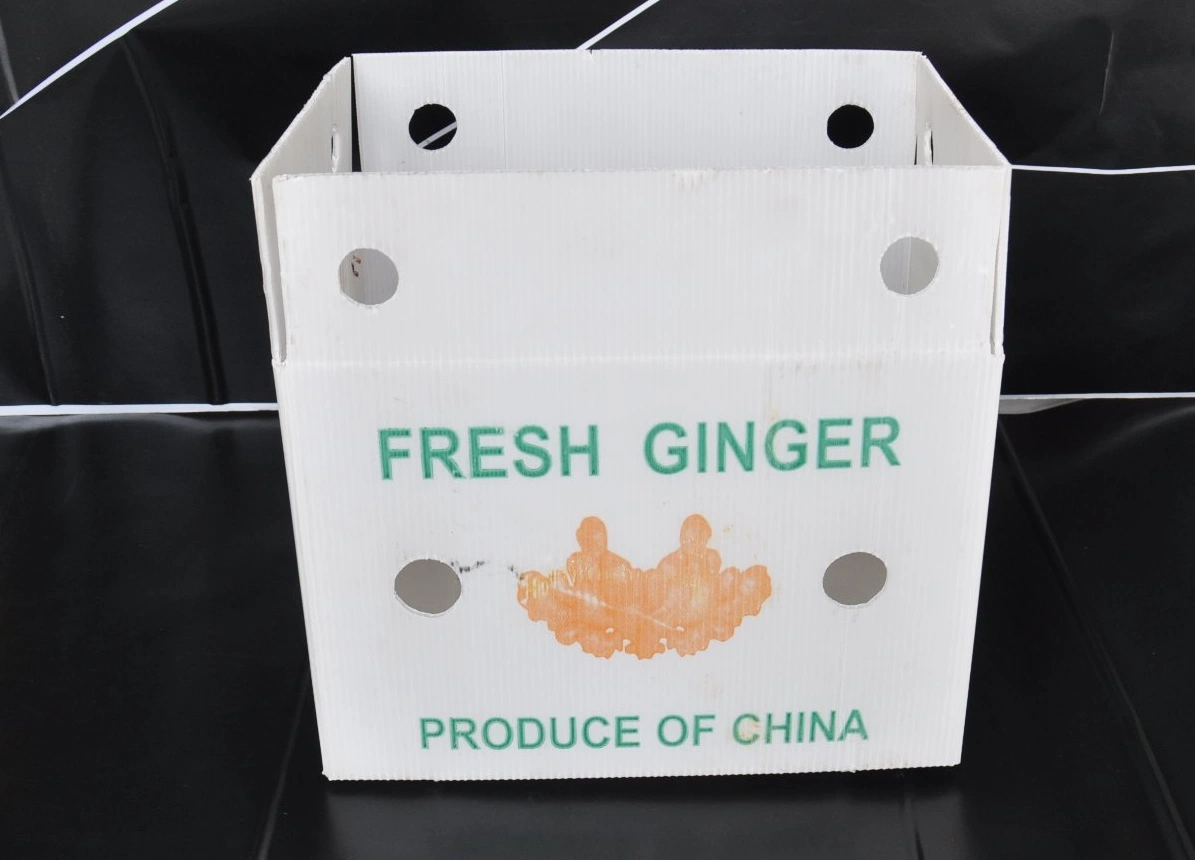 Foldable PP Corrugated Ginger Packaging Storage Box Corflute Plastic Container