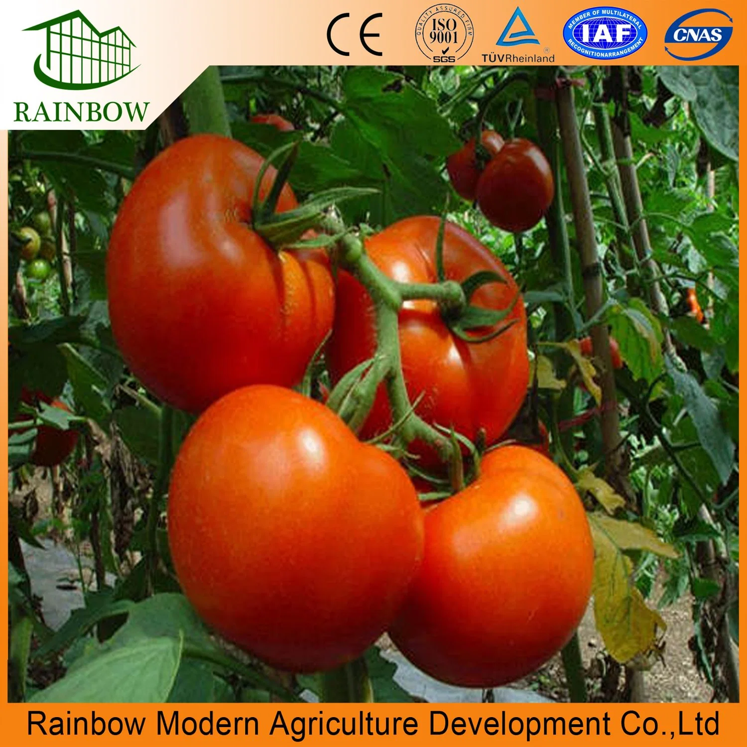 Tomato Economical Multi-Span Po Film Agriculture Greenhouse