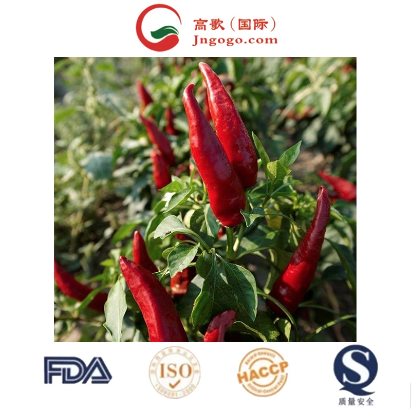 100% Pure Fresh Red Hot Organic Natural Dried Chili Pepper