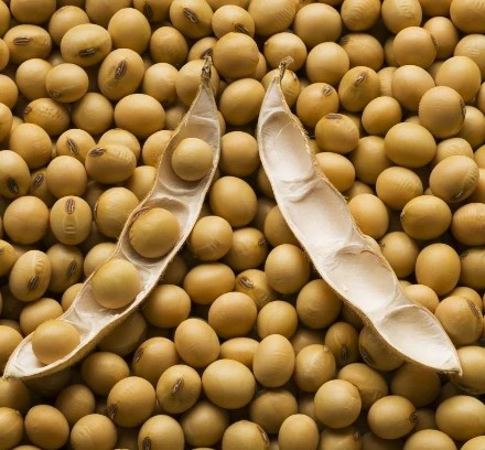 High quality/High cost performance  Original Factory Natural Isoflavones Soy Bean Extract