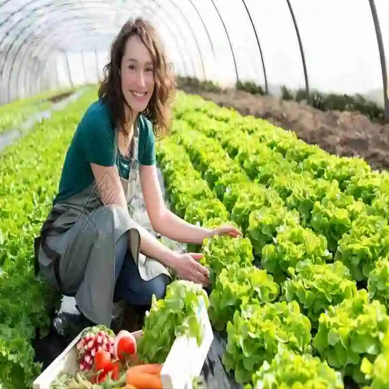 Estrutura de aço galvanizado com efeito de estufa agrícola tampa de vidro vegetais/Hidroponia cultivo de tomate