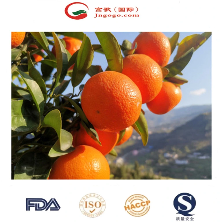 China Fresh Mandarin Premium Quality Wogan Mandarin